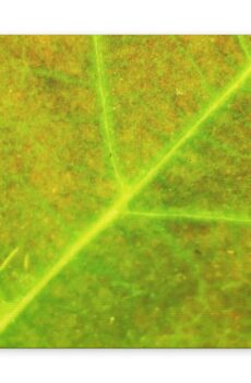 Skeletons and Veins - Green Canva